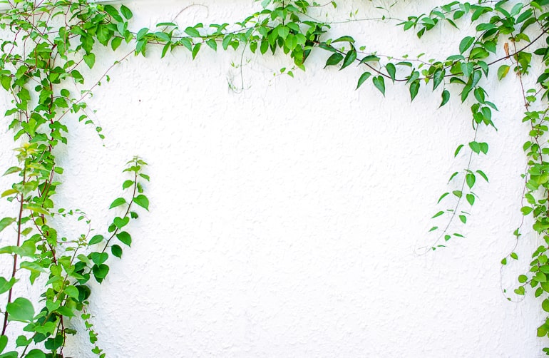 Photo of green vines growing on white wall