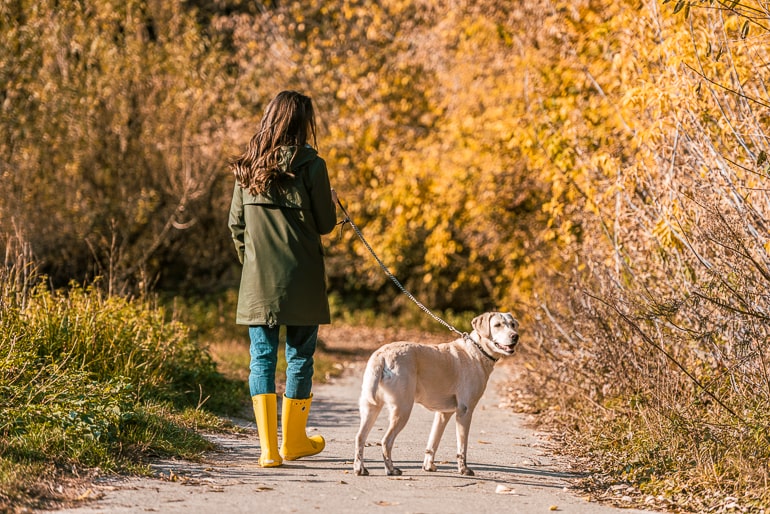 Woman with rainboots walking dog with fall colored trees in background