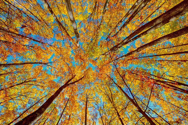 upwards view of trees in fall colors with blue sky in background