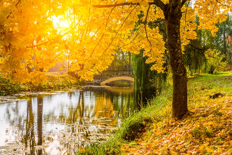 yellow leaves of fall colors with path and riverbank mantras for anxiety
