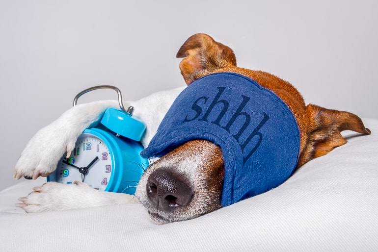 Dog with sleeping mask and alarm clock laying on bed