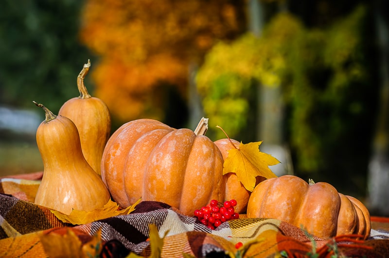 pumpkins with leaves and blanket in front in autumn