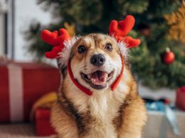 Dog with red antlers looking at camera with christmas trees and gifts in background christmas gag gifts