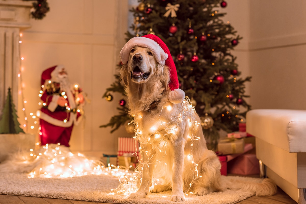 dog wearing santa hat and christmas lights in living room dog christmas sweater